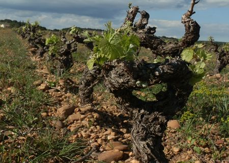 Vineyard