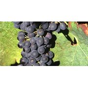 La Vinothèque
