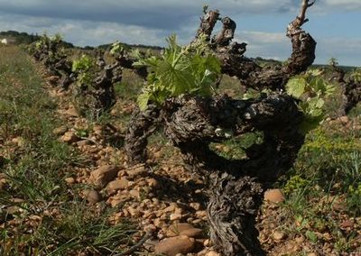 La Vigne