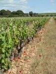 Notre parcours au cœur des vignes