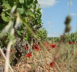 Notre parcours au cœur des vignes