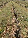 La Vigne