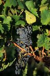 La Vigne