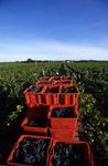 La Vigne