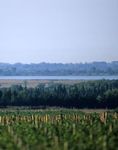 La Vigne
