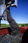 La Vigne