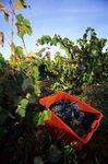 La Vigne