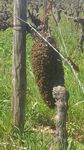 Notre parcours au cœur des vignes