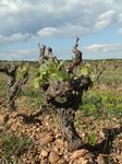 Notre parcours au cœur des vignes
